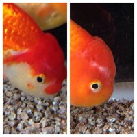 金魚の病気について先日から友人が長期旅行をするとのことで金魚を預かるこ Yahoo 知恵袋