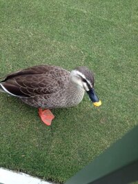 ディズニーランドには カルガモがなぜいるのですか 飼育してるのですか カルガモ Yahoo 知恵袋