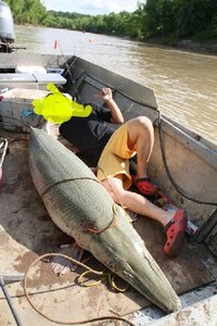 最近無責任にアリゲーターガーを名古屋城の堀や琵琶湖に放流する人がいる Yahoo 知恵袋