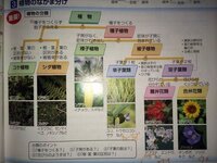 テストに出る 植物の分類の覚え方を教えてください 例えば イ Yahoo 知恵袋