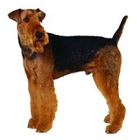 お洒落な犬って 連れてるだけでお洒落に見える犬は 僕はテリア系の Yahoo 知恵袋