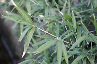 笹には種類が多いのですか 添付写真は久留米で撮影した笹ですが Yahoo 知恵袋