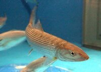 先日 海でカマスを釣り刺身にして食べたのですが身が軟らかくて不味かったで Yahoo 知恵袋