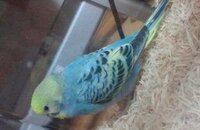 このセキセイインコはノーマルレインボーですか？パステルレイン