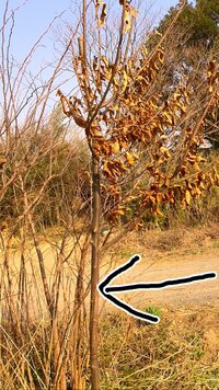 この写真の木は栗ですか 栗ではないとしたら何の木だと思いますか 回答宜 Yahoo 知恵袋