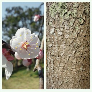 桜っぽい木ですが何でしょうか こちらは関東です 庭に桜があります Yahoo 知恵袋