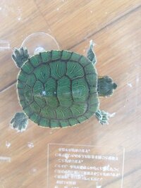 ミドリガメをかっています 冬はヒーターを入れていませんでした 朝 Yahoo 知恵袋