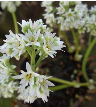 花の名前を教えて下さい 今の時期に咲く花で長い茎に白い花が寄 Yahoo 知恵袋