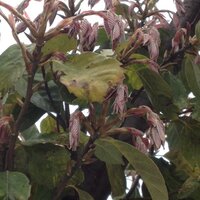 アラカシが病気 アラカシの葉っぱがピンク色 のような色 Yahoo 知恵袋