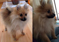 ポメラニアンのカット キツネ顔の子は柴犬カットやくまカットは似合わない Yahoo 知恵袋