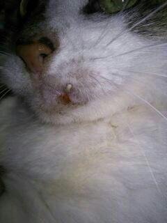 猫の犬歯？牙？が片方だけ伸びてるんですけど病院で看てもらった方がい 