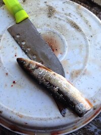 この川魚釣って食べようとしてるんですが何の魚ですか ウグイですね Yahoo 知恵袋