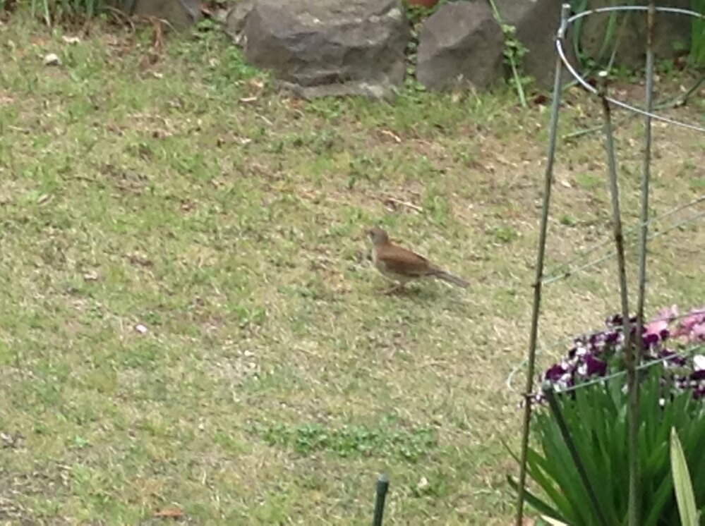 庭に来る鳥の名前が知りたいです 最近よく庭に来る鳥がいるのですが なん Yahoo 知恵袋