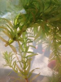 水草の色が茶色いんですけどこれは死んでるんですか 水草自体は生き Yahoo 知恵袋