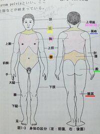 身体の区分 人体の構造 で読めない漢字があります 下線 Yahoo 知恵袋