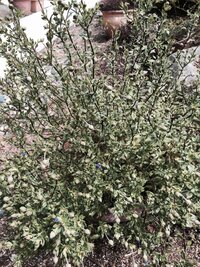 去年の春から大事に育て玄関内で冬越ししたブルーデージーですが Yahoo 知恵袋