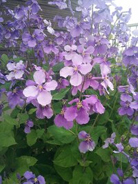 この花なんの花ですか 去年は雑草だらけで除草剤撒いた庭に 咲きました Yahoo 知恵袋