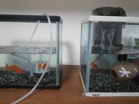 金魚が追いかけっこしてるようです 逃げ回っているような感じです Yahoo 知恵袋