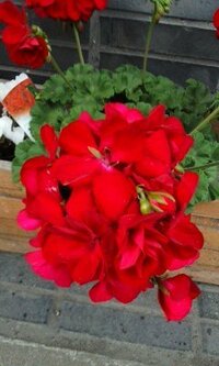 鉢植えの赤い花の名前をおしえて下さい 茎が長く花が大きめで少しア Yahoo 知恵袋