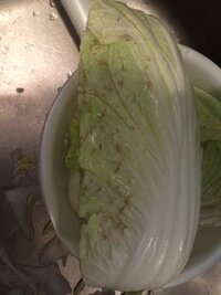 白菜です 葉っぱ全体に茶色 もしくは黒色の斑点があります これは Yahoo 知恵袋