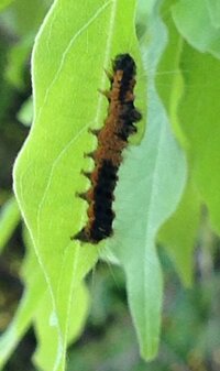 フジの葉にこんな毛虫がついていたのですが 何の幼虫かわかりま Yahoo 知恵袋