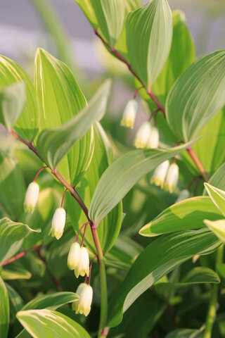 すずらんに似た花の名前を教えて下さい 静岡県に住んでいますが いま庭に Yahoo 知恵袋