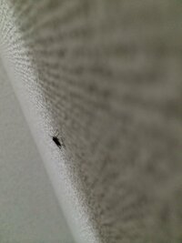 ここ数日 家の中に無数の小さいハエ のような虫が飛んでいます 調べた Yahoo 知恵袋