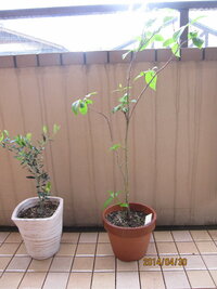 ホームセンターでオリーブと蠟梅の苗木を2ヶ月前に買ってきて 鉢に植え Yahoo 知恵袋