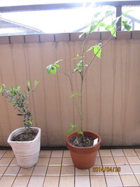 ホームセンターでオリーブと蠟梅の苗木を2ヶ月前に買ってきて 鉢に植えて Yahoo 知恵袋