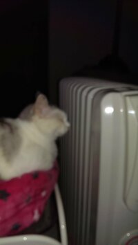留守にするのでペットの猫が心配で オイルヒーターを買いました ただ うちの猫 Yahoo 知恵袋