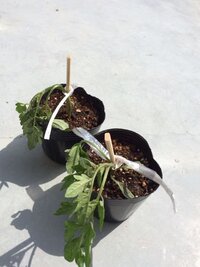 トマトの苗を植木鉢に植え替えたら見るも無残に萎れて 枯れて しまいました Yahoo 知恵袋