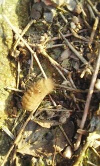 これ なんの毛虫 薄茶色のふわふわした毛虫がいました 成虫はどん Yahoo 知恵袋