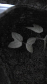 サニーレタスのポットでの種まきについて 4月１８日にポット蒔きした Yahoo 知恵袋