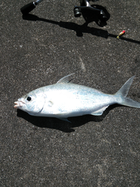 この魚 名前もしくは 種類わかる方いますか 沖縄の渡嘉敷島で グラスミ Yahoo 知恵袋