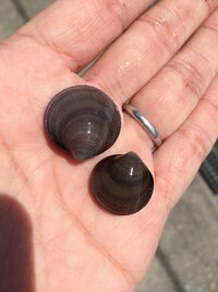 潮干狩りでアサリに混ざって採れた貝ですが 何貝ですか 写真は Yahoo 知恵袋