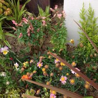 庭いじり初心者です 庭にマーガレットと金魚草を地植えしているのですが Yahoo 知恵袋