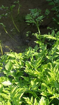 この草 を畑の用水路で見ました セリだから 食べれる と言う Yahoo 知恵袋