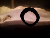 すっぽんの寄生虫の駆除の方法ついて教えてください 閲覧ありがとうござ Yahoo 知恵袋