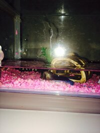 ベタの寿命って本当に１年程度で終わってしまうのですか 今飼ってる Yahoo 知恵袋