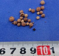 これはナメクジの卵でしょうか 今日 鉢植えのブルーベリーに肥料を与える Yahoo 知恵袋