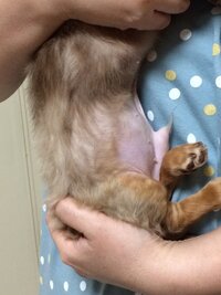 子犬 二ヶ月 のお腹がぱんぱんなんですが 日曜日に検診なんです Yahoo 知恵袋