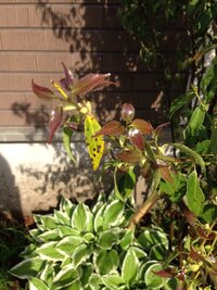 スミノフアイスの正確なレシピが知りたいです 本当のレシピじゃなく Yahoo 知恵袋