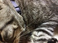 猫ﾁｬﾝが寝てるときにに触ると うぅ ってうなるんですがこれはねこち Yahoo 知恵袋