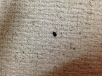 最近部屋に 飛ばない小さな黒い虫が 頻繁に徘徊していて困っています Yahoo 知恵袋