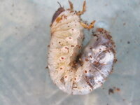 カブトムシの幼虫に寄生虫 虫嫌いな人は画像があるから見ないでく Yahoo 知恵袋