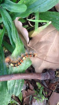 先程公園のベンチで座っていたらチャドクガの幼虫らしき無視が膝 Yahoo 知恵袋