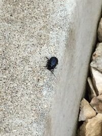 庭に大量発生した虫について となりの空き地が先日草ボウボ Yahoo 知恵袋