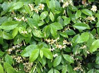 ボディショップのモリンガの香りってどんな香りでしょうか 万人受けし Yahoo 知恵袋