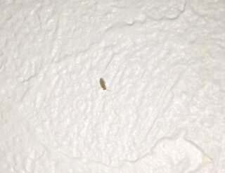 家のリビングの壁に非常に小さい虫がよく出てくるのですが この虫は一体何 Yahoo 知恵袋