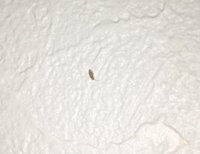家のリビングの壁に非常に小さい虫がよく出てくるのですが この虫は一体何 Yahoo 知恵袋